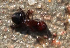 Anoplolepis steingroeveri