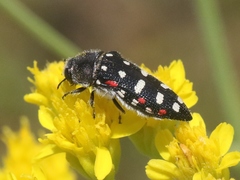 Acmaeodera gibbula