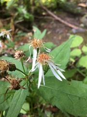 Eurybia chlorolepis