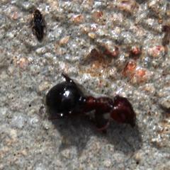 Anoplolepis steingroeveri