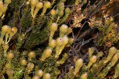 Phylica nigromontana