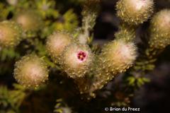 Phylica nigromontana