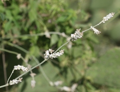 Froelichia arizonica