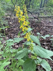 Solidago flexicaulis