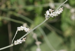 Froelichia arizonica