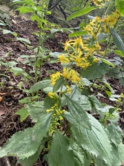 Solidago flexicaulis