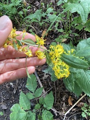 Solidago flexicaulis