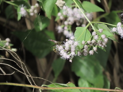 Phimenes flavopictus formosanus