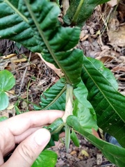 Condaminea corymbosa