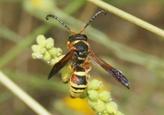 Megapterocheilus