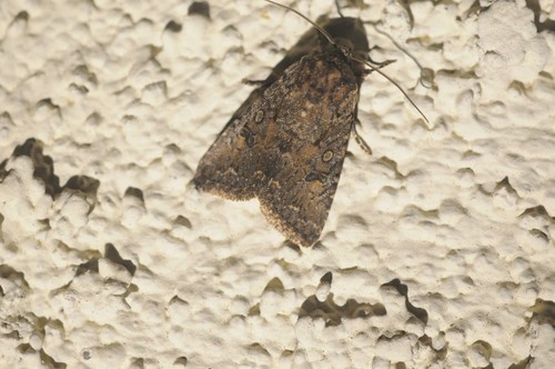 Light-spotted Quaker photo 3
