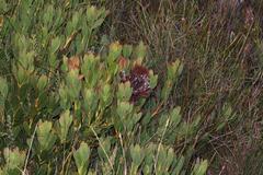 Protea venusta