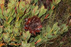 Protea venusta