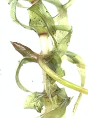 Elodea nuttallii