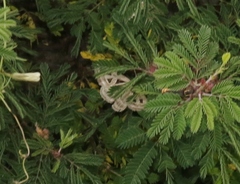 Callistege diagonalis