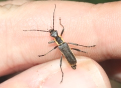 Chauliognathus obscurus