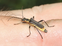 Chauliognathus obscurus