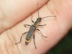 Chauliognathus obscurus