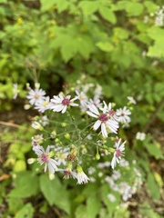 Symphyotrichum