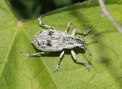 Ericydeus lautus