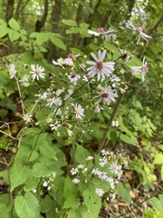 Symphyotrichum