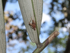 Ornebius formosanus