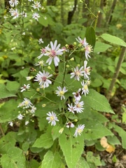 Symphyotrichum