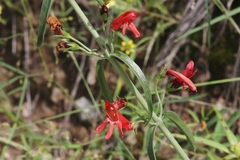 Penstemon barbatus torreyi