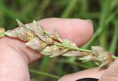 Eragrostis superba