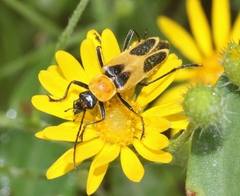 Chauliognathus omissus