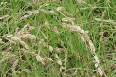 Eragrostis superba