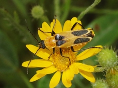 Chauliognathus omissus