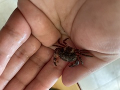 Pilumnoides perlatus