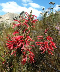 Erica curviflora curviflora