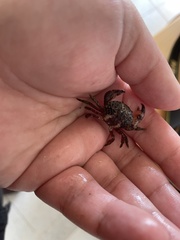 Pilumnoides perlatus