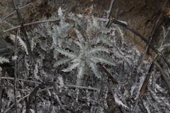 Berkheya francisci