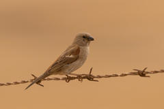 Passer diffusus stygiceps