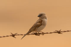 Passer diffusus stygiceps