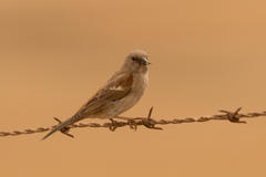 Passer diffusus stygiceps