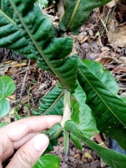 Condaminea corymbosa