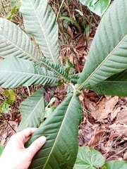 Condaminea corymbosa