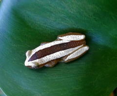 Afrixalus fornasini