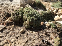 Petrophytum caespitosum caespitosum