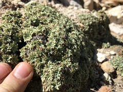 Petrophytum caespitosum caespitosum