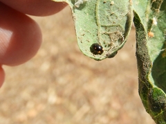 Hyperaspis quadrioculata