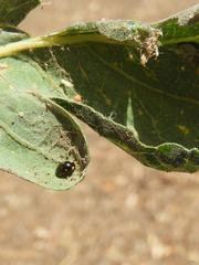 Hyperaspis quadrioculata