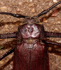 Macrotoma natala
