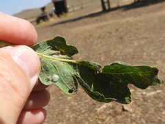 Hyperaspis quadrioculata