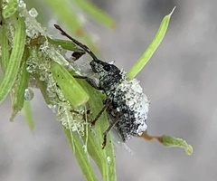 Neoptochus adspersus