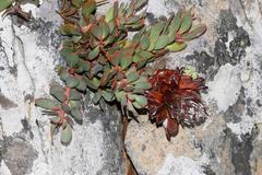 Protea venusta